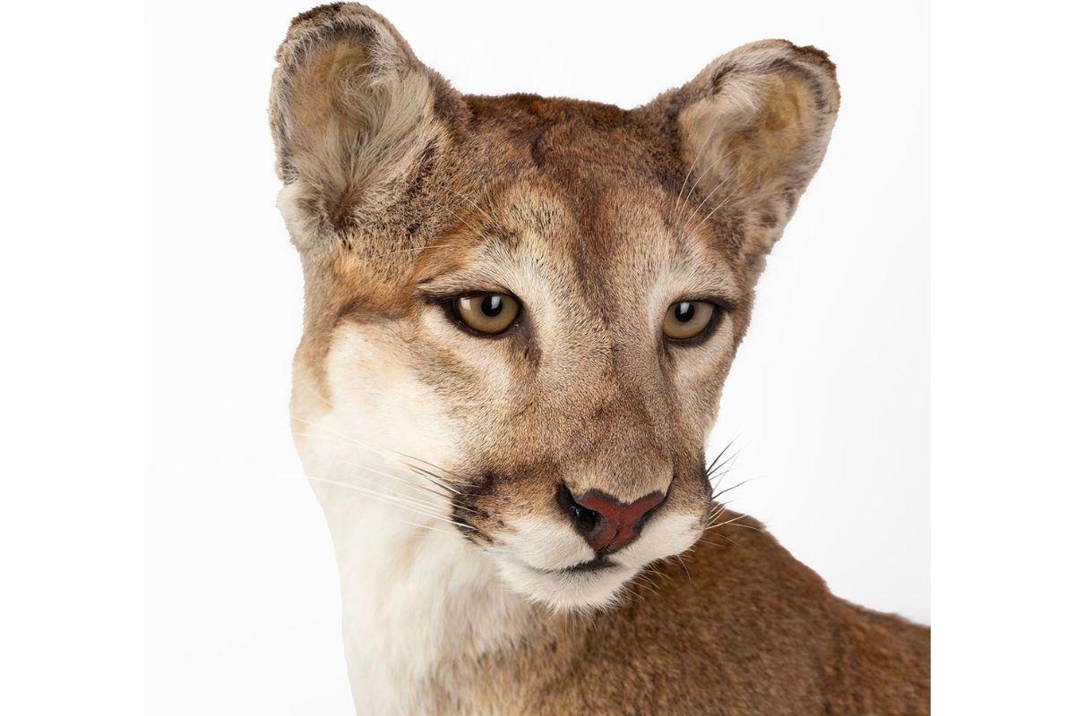 lot 265 bella gallery