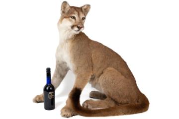 lot 265 bella gallery 2