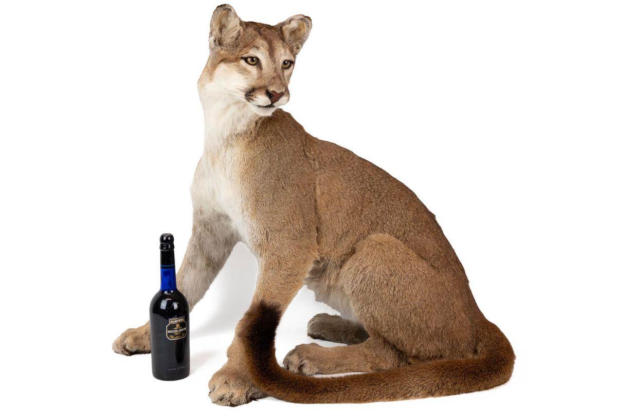 lot 265 bella gallery 2