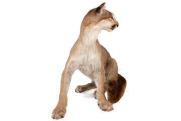 lot 265 bella gallery 3