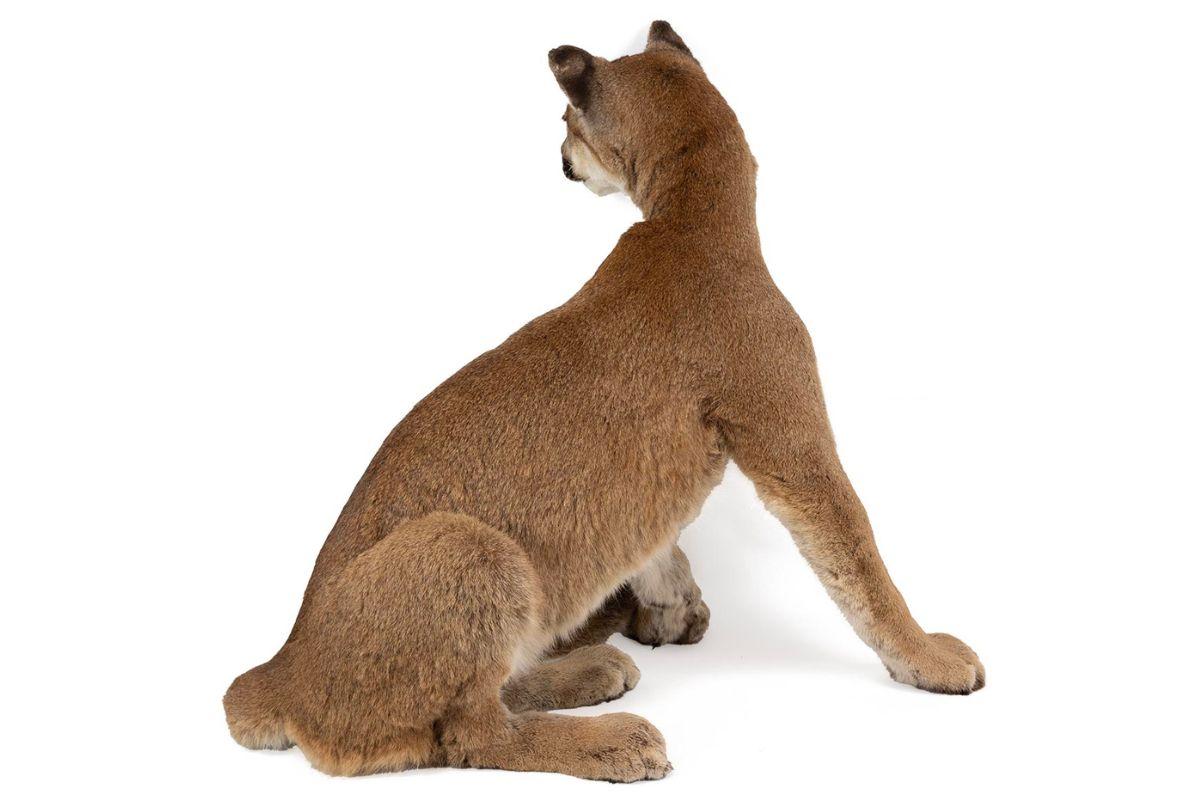 lot 265 bella gallery 4