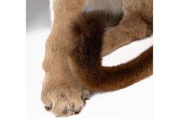 lot 265 bella gallery 5